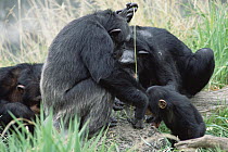 Chimpanzee (Pan troglodytes) teaching, young male to use fishing tool, Washington Park Zoo
