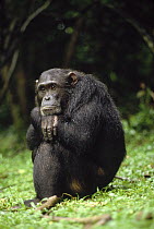 Chimpanzee (Pan troglodytes) portrait, Gombe Stream National Park, Tanzania