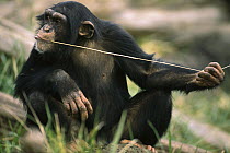 Chimpanzee (Pan troglodytes) uses fishing tool to catch insects, Washington Park Zoo, Washington