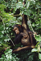 Chimpanzee (Pan troglodytes) swinging in, tree, Gombe Stream National Park, Tanzania