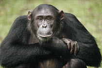 Chimpanzee (Pan troglodytes) portrait, adult named Frodo, Gombe Stream National Park, Tanzania