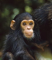 Chimpanzee (Pan troglodytes) baby, Gombe Stream National Park, Tanzania