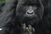 Mountain Gorilla (Gorilla gorilla beringei) female showing finger lost to poacher's trap, Virunga Mountains, Democratic Republic of the Congo