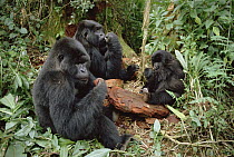 Mountain Gorilla (Gorilla gorilla beringei) group eating, Virunga Mountains
