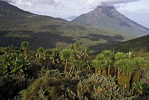 Mt Mikeno in Democratic Republic of the Congo seen in distance, foreground sub-afro flora on south slope of Mt Visoke, Parc National des Volcans, Rwanda