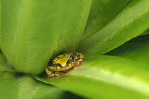 Tree Frog (Rana sp) hiding between plant leaves, Virunga Mountains, central Africa