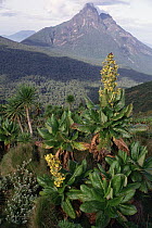 Mt Mikeno, Democratic Republic of the Congo, foreground sub-afro flora on south slope of Mt Visoke, Parc National Des Volcans, Rwanda