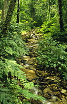 Gombe stream flowing through dense low montane tropical rainforest inside Gombe Stream National Park, Tanzania