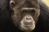 Chimpanzee (Pan troglodytes) male portrait, Washington Park Zoo