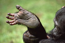 Chimpanzee (Pan troglodytes) foot, Gombe Stream National Park, Tanzania