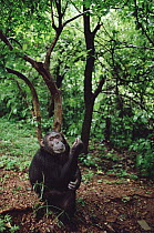 Chimpanzee (Pan troglodytes), Gombe Stream National Park, Tanzania