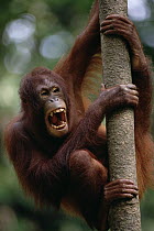 Orangutan (Pongo pygmaeus) hanging on tree, Sepilok Forest Reserve, Sabah, Borneo