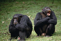 Chimpanzee (Pan troglodytes) pair interacting, Gombe Stream National Park, Tanzania