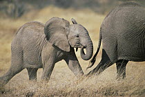 African Elephant (Loxodonta africana) baby following mother, Amboseli National Park, Kenya