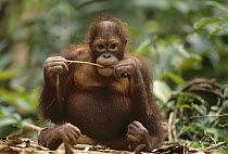 Orangutan (Pongo pygmaeus) young eating bark, Melbourne Zoo, Australia