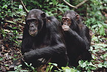 Chimpanzee (Pan troglodytes) pair grooming, Gombe Stream National Park, Tanzania
