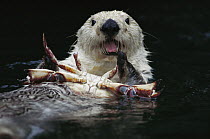 Sea Otter (Enhydra lutris) female feeding on crab, North America