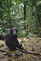 Chimpanzee (Pan troglodytes) profile, Gombe Stream National Park, Tanzania