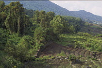 Park boundary clearly visible with bamboo forest on one side and farming from east slope of Mt Karisimbi on the other, Parc National Des Volcans, Rwanda