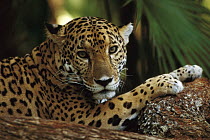 Jaguar (Panthera onca) close up with front paws on log, palm in background, Belize Zoo, Belize