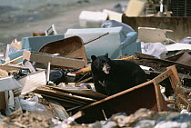 Black Bear (Ursus americanus) foraging in garbage dump, temperate North America