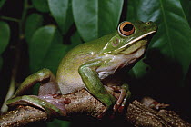 White-lipped Tree Frog (Litoria infrafrenata) new guinea to northeast Australia