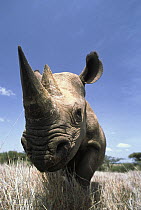 Black Rhinoceros (Diceros bicornis) portrait, Lewa Wildlife Conservation Area, Kenya