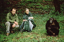 Chimpanzee (Pan troglodytes) with Doctor Jane Goodall and Dale Peterson, Gombe Stream National Park, Tanzania