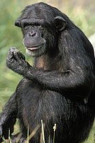 Chimpanzee (Pan troglodytes) chewing on grass, native to forested regions of central and western Africa
