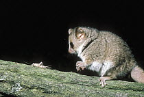 Gray Mouse Lemur (Microcebus murinus) preparing to pounce on insect prey, native to Madagascar