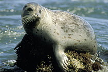 Harbor Seal (Phoca vitulina) resting on rock in water, North Pacific and Atlantic coasts