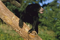 Malayan Sun Bear (Ursus malayanus) portrait, native to southeast Asia