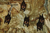 Intermediate Roundleaf Bat (Hipposideros larvatus) group hanging from cave ceiling, Malaysia