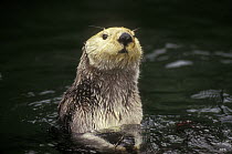Sea Otter (Enhydra lutris) portrait, Pacific coast, North America