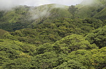 Mist atop hillsides covered in low montane tropical rainforest inside, Gombe Stream National Park, Tanzania