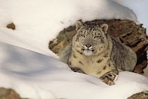 Snow Leopard (Uncia uncia) two years old, Himalayan region