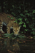 Jaguar (Panthera onca) by stream with reflection in rainforest, Belize Zoo, Belize