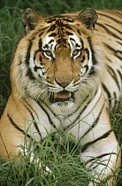 Bengal Tiger (Panthera tigris tigris) portrait, Hilo Zoo, Hawaii, native to India and southeast Asia