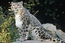 Snow Leopard (Uncia uncia), Woodland Park Zoo, Seattle, Washington