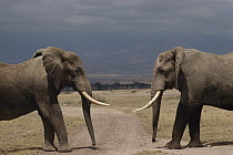 African Elephant (Loxodonta africana) bulls greeting ritual, Amboseli National Park, Kenya