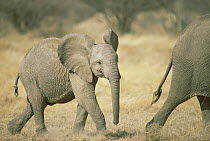 African Elephant (Loxodonta africana) calf following parent, Samburu Reserve, Kenya