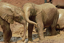 African Elephant (Loxodonta africana) orphans playing in mud, David Sheldrick Wildlife Trust, Nairobi, Kenya