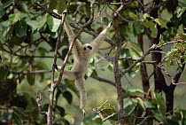 White-handed Gibbon (Hylobates lar) hanging, northern Thailand