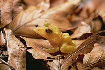 Solomon Island Leaf Frog (Ceratobatrachus guentheri), Woodland Park Zoo, Washington