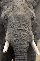 African Elephant (Loxodonta africana) face, Tarangire National Park, Tanzania