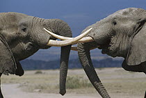 African Elephant (Loxodonta africana) bulls engaged in greeting ritual, Amboseli National Park, Kenya