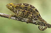 Virunga Chameleon, Parc National Des Volcans, Rwanda, is native to montane forests of Virunga Mountains, central Africa