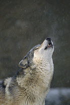 Timber Wolf (Canis lupus) howling, Oregon Zoo, Portland, Oregon