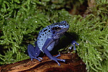 Blue Poison Dart Frog (Dendrobates azureus) secretes a fluid from its skin which is used by indigenous Indians to poison the tips of arrows, native to South America