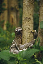 Pale-throated Three-toed Sloth (Bradypus tridactylus) clinging to tree in tropical rainforest, Brazil